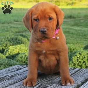 Olympia, Fox Red Labrador Retriever Puppy